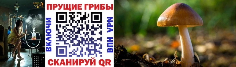 Галлюциногенные грибы ЛСД  даркнет сайт  Звенигород 